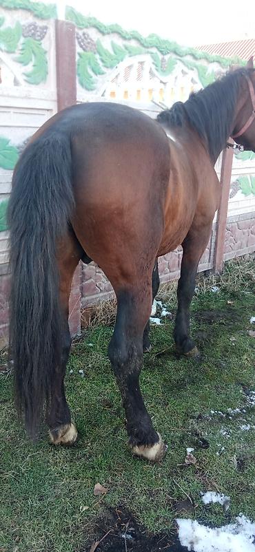 Лошади, кони: Продаю | Жеребец | Для разведения | Племенные — 9