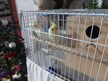Tutuquşları: Tam saglam cüt quşlar qəfəs yem qabları yuvası nəvar hamısın verəcəm