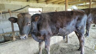 Коровы, быки: Продаю | Бык (самец) | Голштин | На откорм, Для разведения | Искусственник