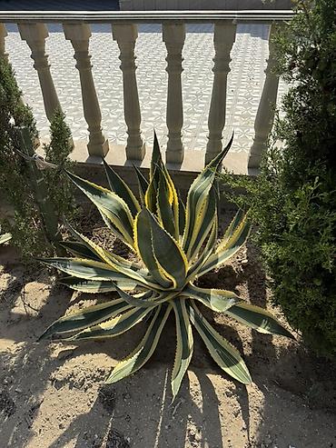 tikanlı bitkilər: Agave americana ‘Variegata’ – dekorativ sukulent - Növ: Agave — 5
