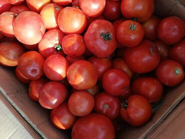 куплю бу посуды: Помидорлор Кызыл
