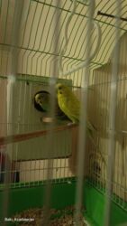 вольер для той терьера: Məhsul: Dalmatian (budağı) cinsli iki dalğalı tutuquşu və qəfəs