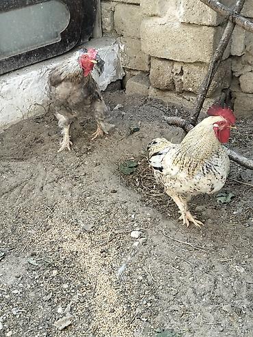 heleb kecisi satilir: Xoruz, Brama, il: 1, Ünvandan götürmə — 1