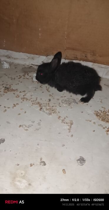 Gəmiricilər: Salam dovşan balaları satılır. Sevdiklərinizi yeni ilde sevindirmək — 7