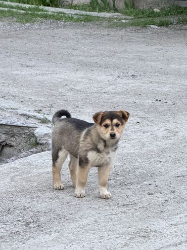 охотничий собаки: Пристраиваються щенок девочка Помесь с маской примерно 1,5 месяца