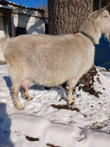 Другие животные: Продается коза, беременная, скоро родить.
Цена 42000 сом