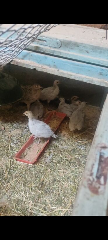 в связи с переездом отдам попугая жако в добрые руки: Продаются пепельные фазаны 1+2 . Бишкек. В данное время самки ещё