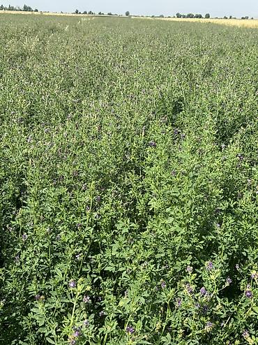 Другие зерновые культуры: Беде урук 100% Кыргызстан местный урук 7-8 жылдык (Кытай эмес — 5