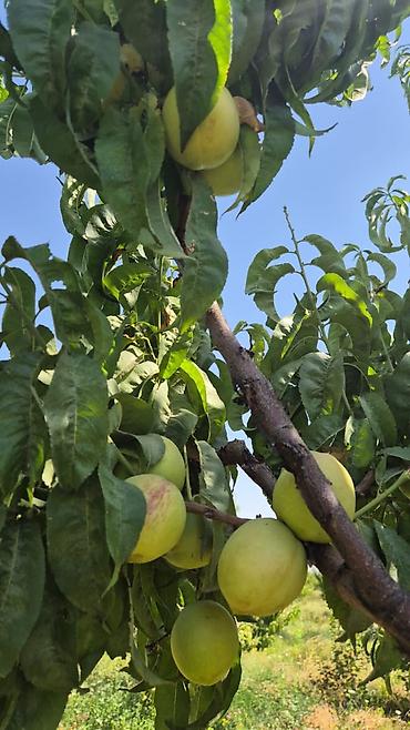 Продажа участков: 100 соток, Для бизнеса, Договор купли-продажи at lalafo.kg — 18 Продажа участков: 100 соток, Для бизнеса, Договор купли-продажи — 18