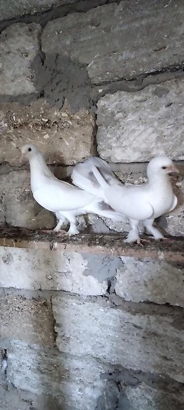 pekines ağ: Salam boz quyrug cüt göyərçinlər hazır bala verəndi son qiymət cütü — 1