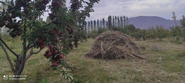 Продажа участков: 450 соток, Для сельского хозяйства at lalafo.kg — 9 Продажа участков: 450 соток, Для сельского хозяйства — 9