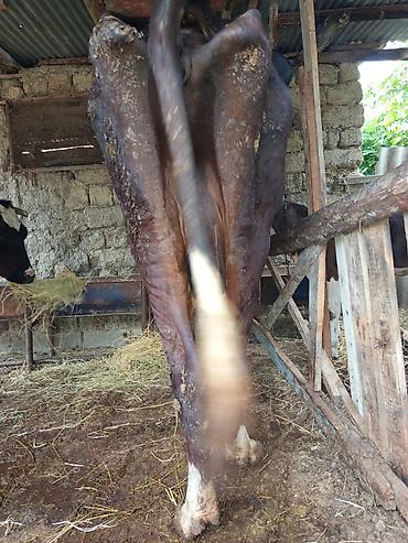 ağ baliq: .təcili satilur pula ehtiyac var deyeSüdlük inək gùne.12_13litir — 2