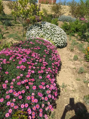 Toxumlar: Həyət gülleri. 90növ çesid var! — 8