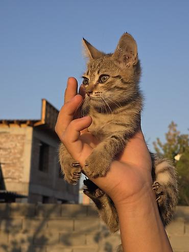Мышыктар сатылат: Котята-шотландцы (скоттиш-фолд/страйт), помёт из нескольких малышей — 3