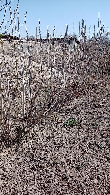 Другие услуги: Продаются саженцы 3-летки чёрной смородины Титания: урожайная — 14