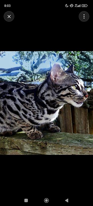 бенгальская кошка окрасы: Бенгальская, 1 месяц, Мальчик, Проглистована — 3