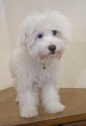 немецкие овчарки щенки купить: Мальтийская болонка, 4 месяца, Самка, С прививками, Самовывоз, Бесплатная доставка, Доставка в районы