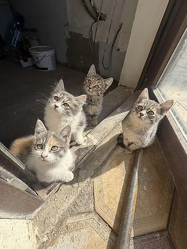Мышыктар: Срочно !! Отдам котят в добрые руки!! Кому нужен комочек счастья — 3