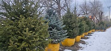 Искусственные ёлки: Ёлка,сосна,голубые ели,пихта,берёза — 1