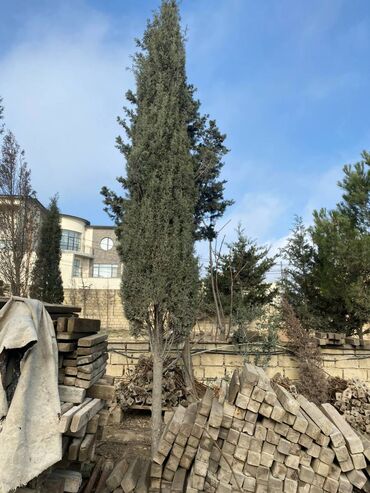 watch 6: Şam ağacı "Kiparis" - 16 illik dekorativ agac. Hundurluyu 6 metrden
