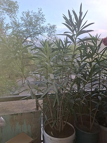 оформление для цветов: Олеандр розовый (Nerium oleander) в горшках - Кустовые растения с — 4