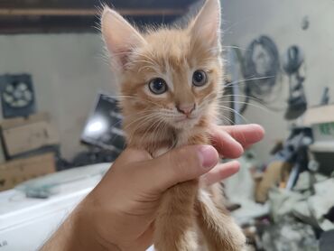отдам даром вислоухого котенка: Кошка даром: Беспородная, 1 месяц, Девочка, Приучена к лотку