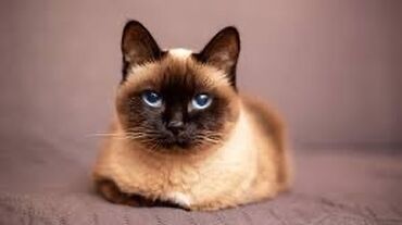 сиамский кот цена: Кот на вязку 
Сиамская