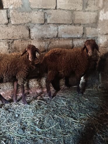 devenin qiymeti: Ekizdiler bir erkek biri dişidir sağlam heyvanlardır.qiymet 2 ne