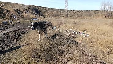 алабае: Вязка: Алабай, Самец, 4 года — 3