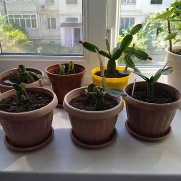 плодоносящие комнатные растения купить: Укоренённые декабристы. Цвета: белые,красные,бежевые. Цена по 80
