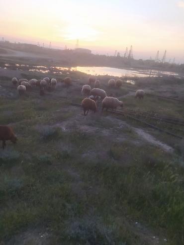 Qoyunlar, qoçlar: Qoyunlar — 7