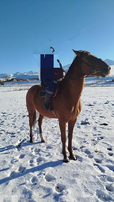 Лошади, кони: Продаю | Жеребец | Полукровка | Рабочий | Осеменитель at lalafo.kg — 8 Лошади, кони: Продаю | Жеребец | Полукровка | Рабочий | Осеменитель — 8