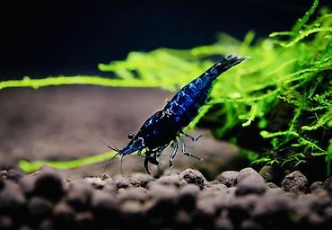 Akvarium aksesuar və ləvazimatları: Akvaryum üçün dekorativ krivetqa – rəngli Neocaridina növləri. 10 — 9