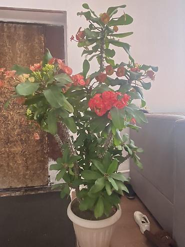 молочай цветы: Молочай Миля (Euphorbia milii) — крупный куст в напольном горшке. - — 4