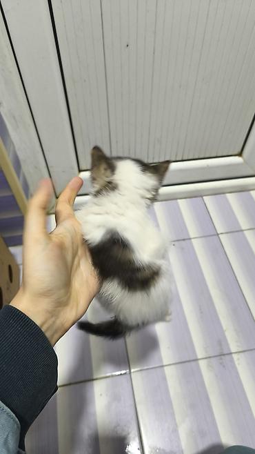 Pişiklər: Yaxşı əllərə — 8