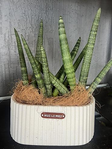 Акция Акция Акция Сансевиерия цилиндрическая (Sansevieria cylindrica)