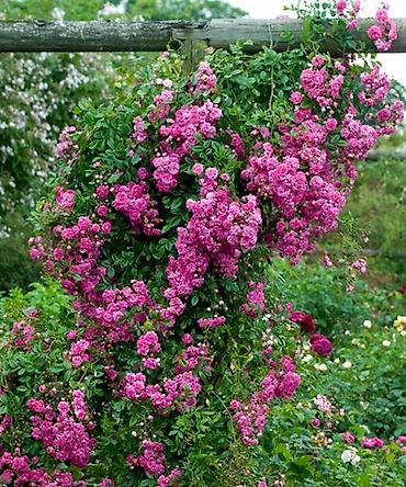 Другие садовые цветы и кустарники: Продаю саженцы РоЗ!!! Более 70 видов at lalafo.kg — 7 Другие садовые цветы и кустарники: Продаю саженцы РоЗ!!! Более 70 видов — 7