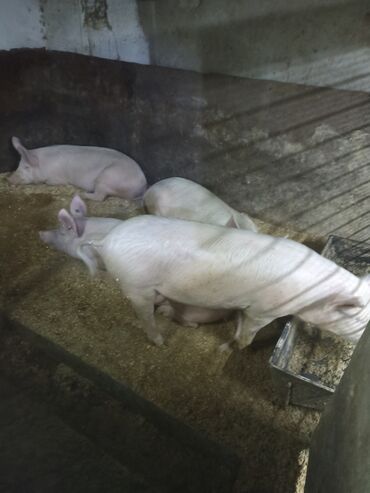 свиньй: Продаю | Свинья (самка), Поросенок | Крупная белая, Ландрас | На забой, Для разведения