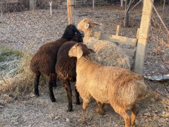 показы 1 354 72 договорная кошка даром британская короткошёрстная 1 год мальчик метис 2 позвонить написать: Продаю | Овца (самка), Баран (самец) | Гиссарская, Полукровка | На забой, Для разведения | Осеменитель, Матка, Ярка