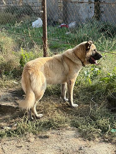 i̇t pudel: Qurdbasar, 2 il, Erkək, Peyvəndli, Rayonlara çatdırılma — 3