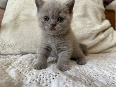 сколько стоит кролик домашний: Британские короткошёрстные котята, окрас лиловый ( lilac) ✨