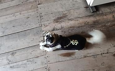 İtlər: Pekines, 1 il, Erkək, Peyvəndli, Ödənişli çatdırılma — 2