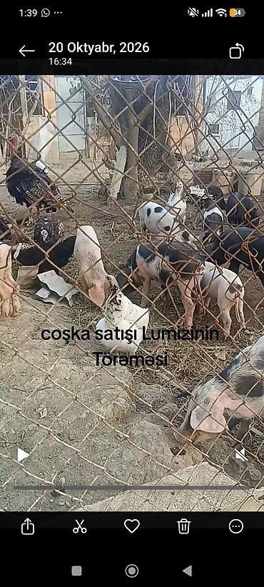 Digər kənd təsərrüfatı heyvanları: Məhsul: “Lumizinin törəməsi” coşka (donuz balaları) satışı Təsvir: - — 3