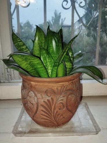 свети: Растение сансевиерия (Sansevieria), также известное как «тещин язык»