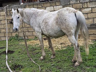 Atlar: Dişi, il: 7 — 1