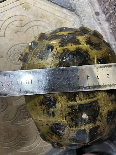яицо черепахи: Наземная черепаха 🐢 
1 штук — 2