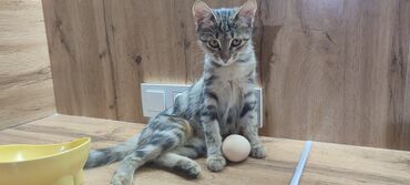 собаку в добрые руки: Котёнок домашний, короткошёрстный, полосатый (табби) с паспортом