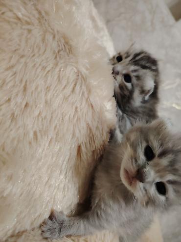 Pişiklər: Şotland -da lalafo.az — 2 Pişiklər: Şotland — 2