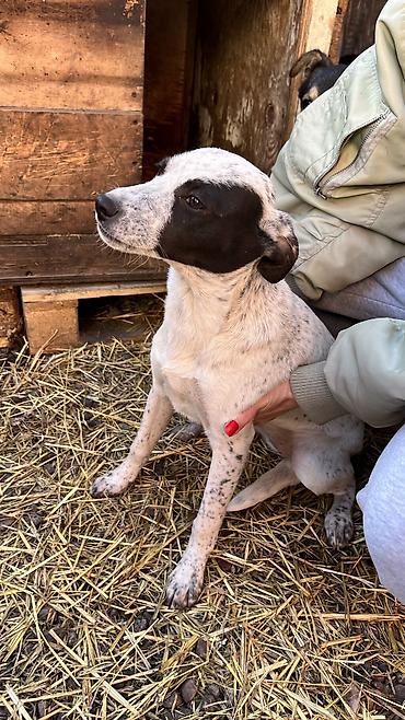 Отдам даром собаку: Собака даром: Дворняжка, 3 месяца, Самка, С прививкой — 6