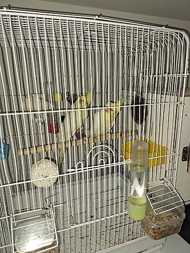 avcarka balaları: Ajerilla qusuyla barter var. Sağlam və Məhsuldar Korella Cütü ​Çox — 4